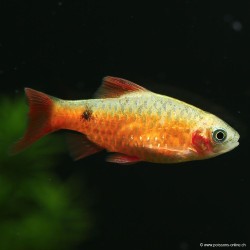 Gold Rot Prachtbarbe - Pethia Conchonius (Barbus)