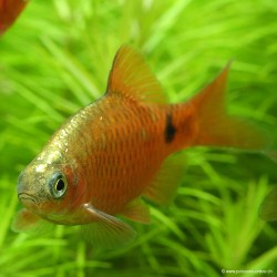Neon Rot Prachtbarbe - Pethia Conchonius (Barbus)