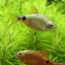 Neon Rot Prachtbarbe - Pethia Conchonius (Barbus)