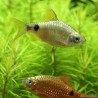 Neon Rot Prachtbarbe - Pethia Conchonius (Barbus)