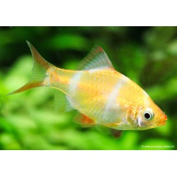 Albino Sumatrabarbe - Puntigrus Tetrazona Gold (Barbus)