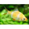 Albino Sumatrabarbe - Puntigrus Tetrazona Gold (Barbus)