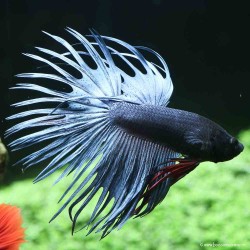 Kampffisch Mann Crowntail Bicolor - Betta Splendens