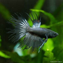 Kampffisch Mann Crowntail Black Orchid - Betta Splendens
