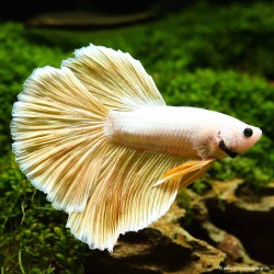Betta Mâle Halfmoon Sélection Jaune - Betta Splendens