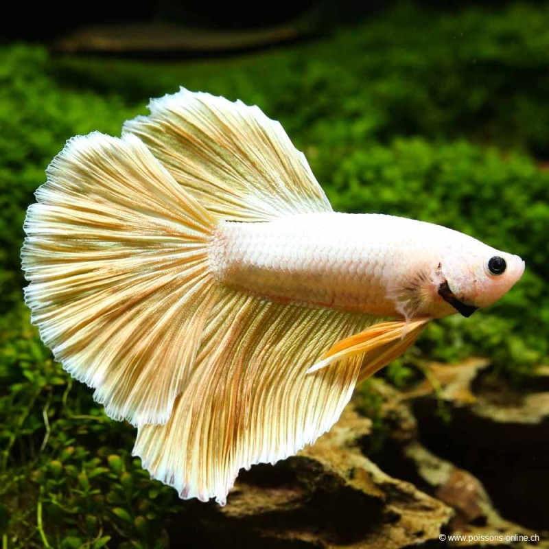 Betta Mâle Halfmoon Sélection Jaune - Betta Splendens Betta Mâle Halfmoon Sélection Jaune - Betta Splendens