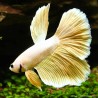 Betta Mâle Halfmoon Sélection Jaune - Betta Splendens