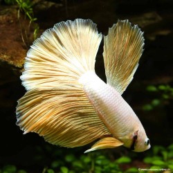 Betta Mâle Halfmoon Sélection Jaune - Betta Splendens