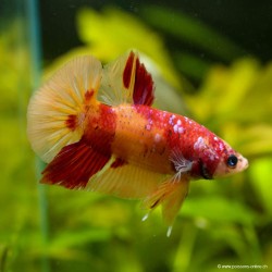 Betta Mâle Plakat Nemo Koï - Betta Splendens