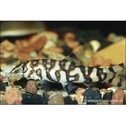 Netzschmerle - Botia Lohachata