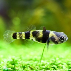 Zwerg-Goldringelgrundel - Brachygobius Xanthomelas