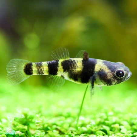 Zwerg-Goldringelgrundel - Brachygobius Xanthomelas