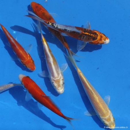 Koï Assorted Selected - Cyprinus Carpio Selected