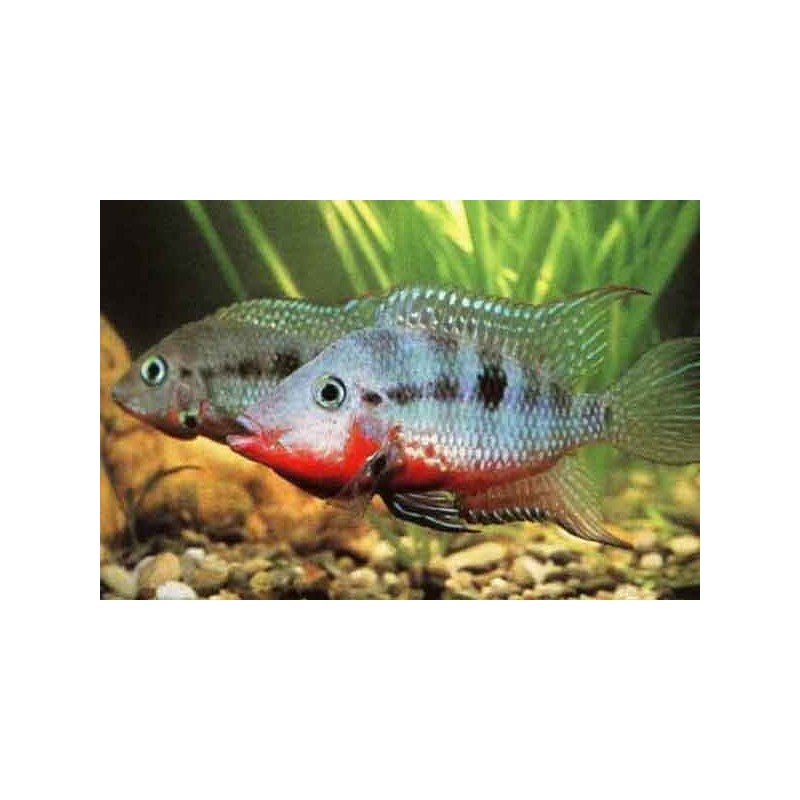 Cichlid Con Gola Di Fuoco - Cichlasoma Meeki