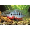 Cichlid Con Gola Di Fuoco - Cichlasoma Meeki