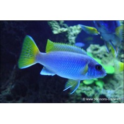 Pseudotropheus Sp. Acei - Pseudotropheus Sp. Acei