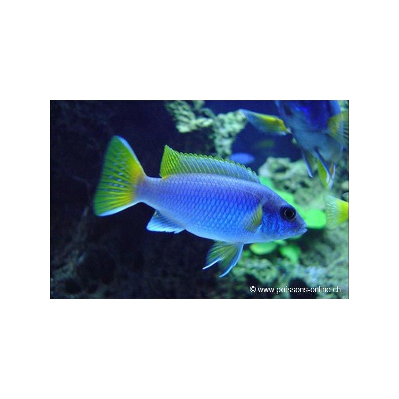 Pseudotropheus Sp. Acei - Pseudotropheus Sp. Acei