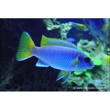 Ciclide Con Pinne Gialle - Pseudotropheus Sp. Acei