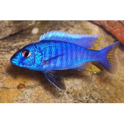 Ahlis Buntbarsch - Haplochromis Ahli