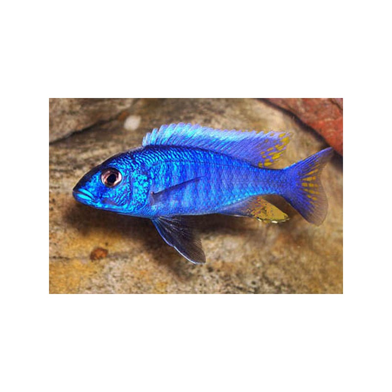 Cichlid Ahli - Haplochromis Ahli