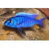 Ahlis Buntbarsch - Haplochromis Ahli