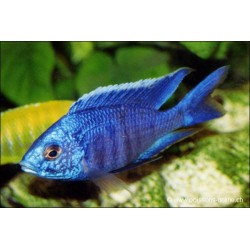 Glänzendblauer Malawibuntbarsch - Copadichromis Azureus