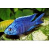 Glänzendblauer Malawibuntbarsch - Copadichromis Azureus
