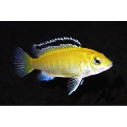 Cichlidé Citron - Labidochromis Caeruleus Sp. Yellow