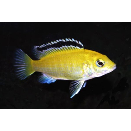 Cichlidé Citron - Labidochromis Caeruleus Sp. Yellow