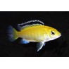 Cichlidé Citron - Labidochromis Caeruleus Sp. Yellow