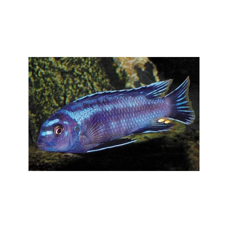 Cichlid Cobalt - Melanochromis Johanni