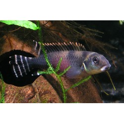 Cichlidé Du Lac Leopold - Nanochromis Transvestitus
