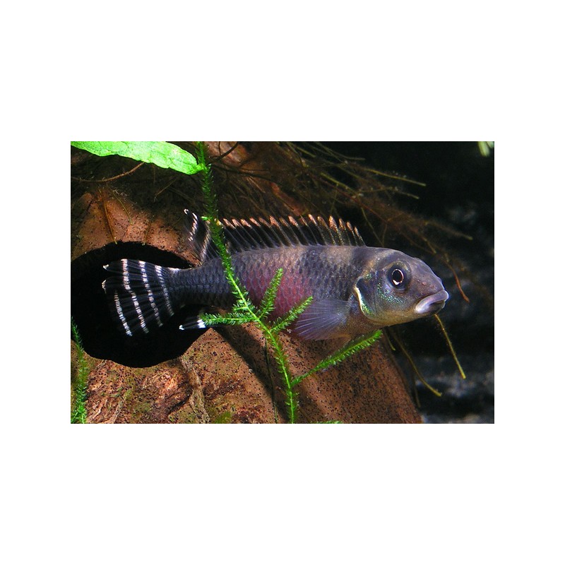 Cichlidé Du Lac Leopold - Nanochromis Transvestitus
