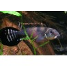 Cichlidé Du Lac Leopold - Nanochromis Transvestitus