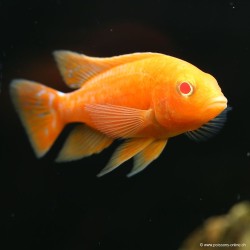 Rotschulter-Kaiserbuntbarsch - Aulonocara Sp Strawberry Red
