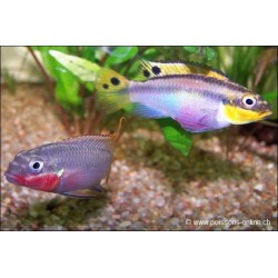 Smaragdprachtbarsch - Pelvicachromis Taeniatus Nigeria Red