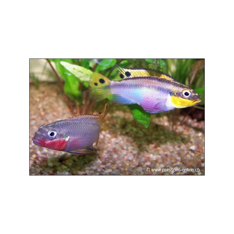 Smaragdprachtbarsch - Pelvicachromis Taeniatus Nigeria Red