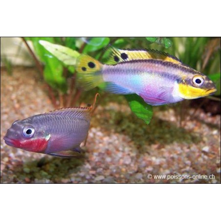 Smaragdprachtbarsch - Pelvicachromis Taeniatus Nigeria Red