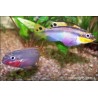 Smaragdprachtbarsch - Pelvicachromis Taeniatus Nigeria Red
