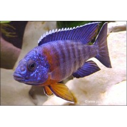 Ciclid Emperor - Aulonocara Hansbaenschi
