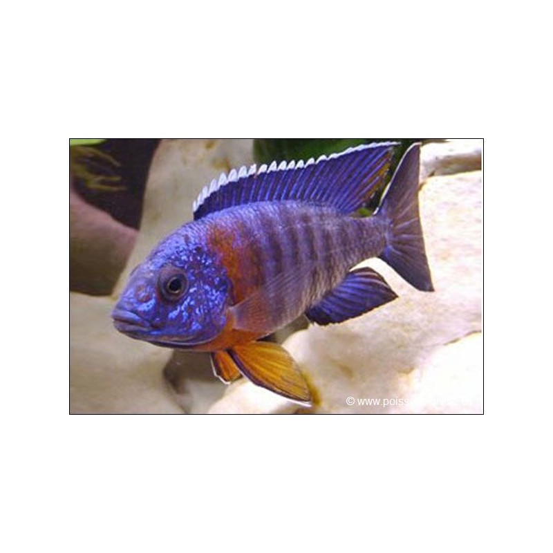 Cichlidé Empereur - Aulonocara Hansbaenschi