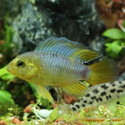 Borellis Zwergbuntbarsch - Apistogramma Borellii