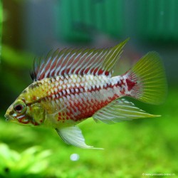Rotstrich Zwergbuntbarsch - Apistogramma Hongsloi