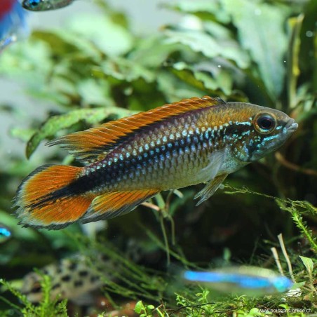 Doppio Doppio Ciclide Rosso - Apistogramma Agassizi Double Red