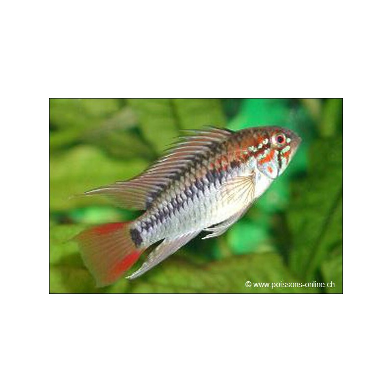 Villavicencio Zwergbuntbarsch - Apistogramma Macmasteri