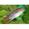 Villavicencio Zwergbuntbarsch - Apistogramma Macmasteri