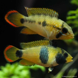 Panda Zwergbuntbarsch - Apistogramma Nijsseni