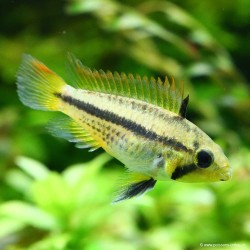 Roter Kakaduzwergbuntbarsch - Apistogramma Cacatuoides Red