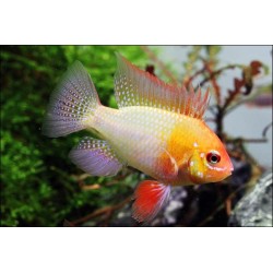 Goldener Schmetterlingsbuntbarsch - Papiliochromis Ramirezi Gold