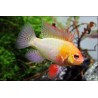 Goldener Schmetterlingsbuntbarsch - Papiliochromis Ramirezi Gold